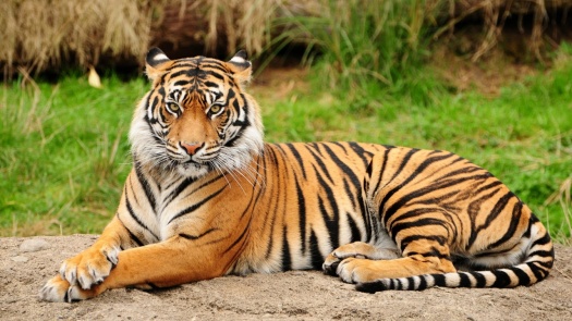 wild tiger